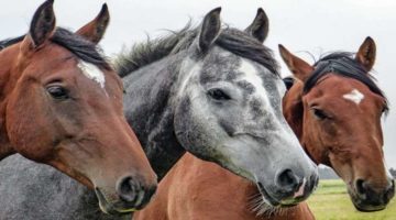 Tierhalterhaftpflicht vergleichen